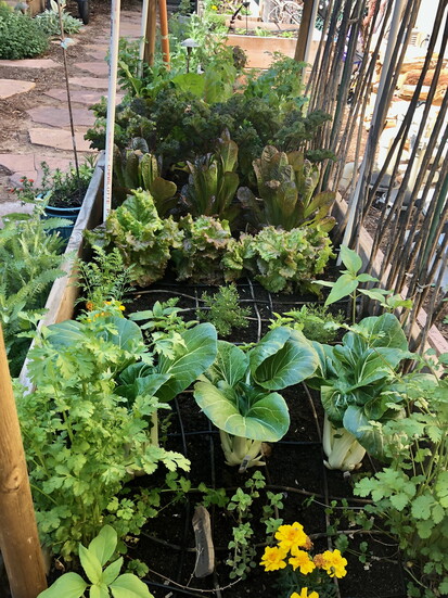 Cool Season Vegetables