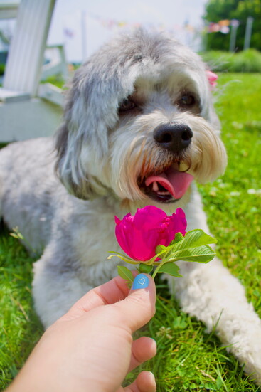 Daisy