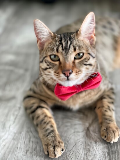 Ham