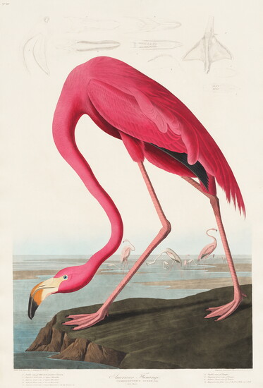 Pink Flamingo from Birds of America (1827) by John James Audubon (1785 - 1851 ), etched by Robert Havell (1793 - 1878).