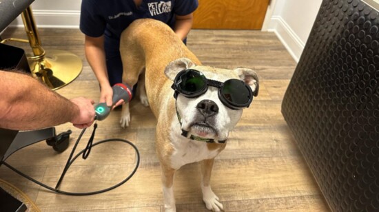 Laser Therapy is coming to Pet Village!, particularly for aged dogs. 