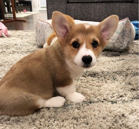 @calliethecorgi