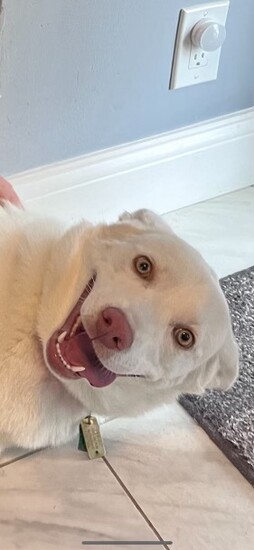 Lulu