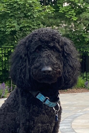 Cooper 