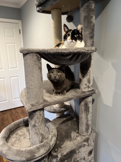 Lorenzo & Liliana - Publisher Anthony Rizzo's two cats! 
