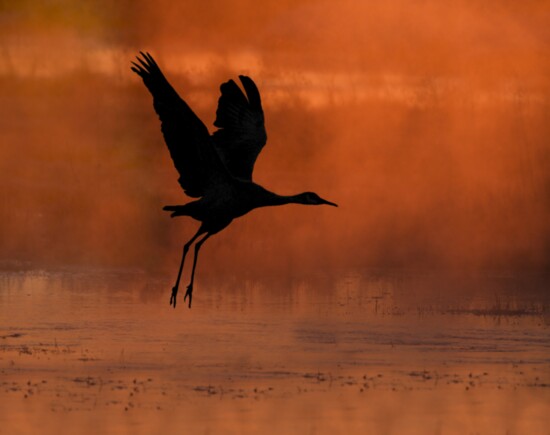 The majestic crane is a common yet breathtaking sight along our waterways.