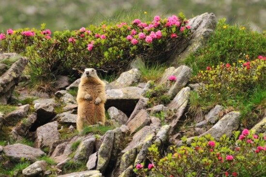 A marmot investigates hikers from a distance.