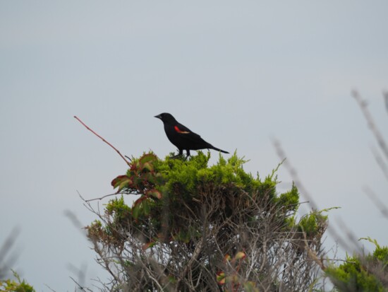 Red-winged blackbird by Liz Brown