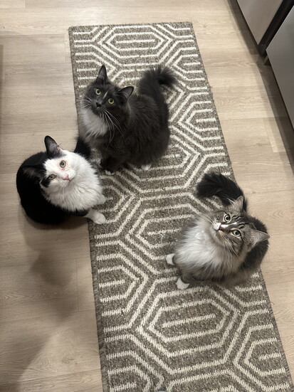 Remi, Sully and Tux