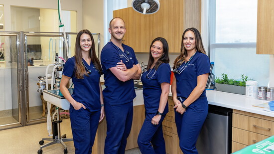 Dr. Brekke the Team of Veterinarians