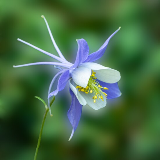 Is there any other flower that says "Colorado" like the blue columbine? Photo by MizC
