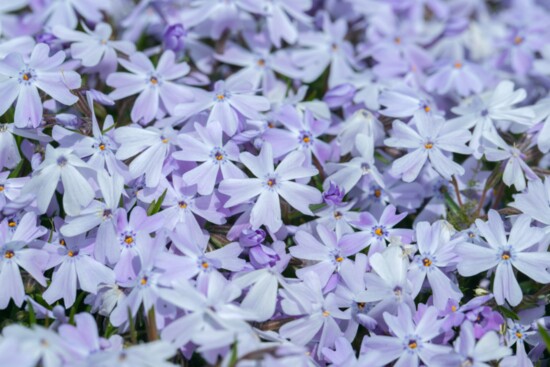 A carpet of creeping phlox provides waterwise color. Photo by Amalia Gruber