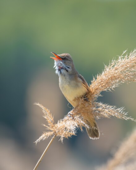 Once established, feather reed grass is drought- and deer-resistant. And birds love it! Photo by Wirestock Creators