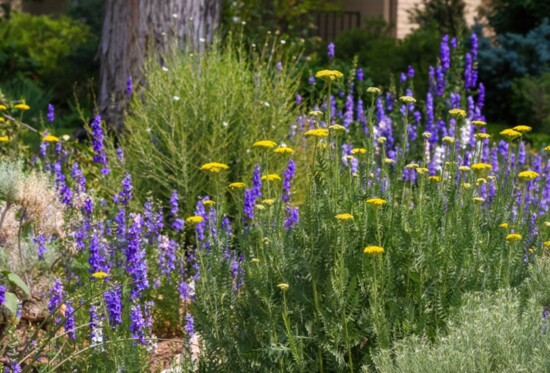 Perennials like golden yarrow and purple larkspur are perfect for Colorado's semi-arid climate. Photo by Susan Hodgson