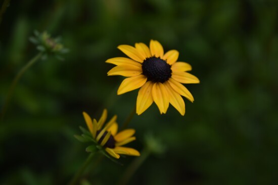 The black-eyed susan is native to Colorado. Photo by Julie Blake Edison