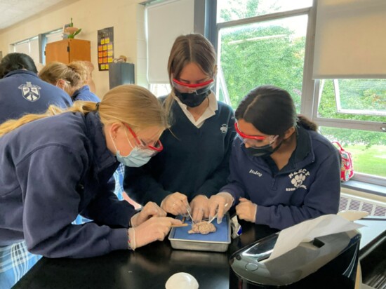 Mercy students at work in a science class