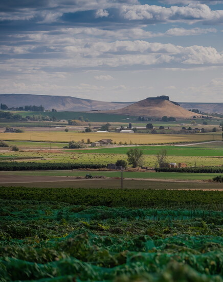 31 — Sunnyslope Wine Festival