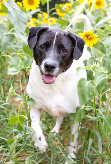 One of our favorite FurKids photographed by Michele Sheetz in Anderson Sunflower Patch