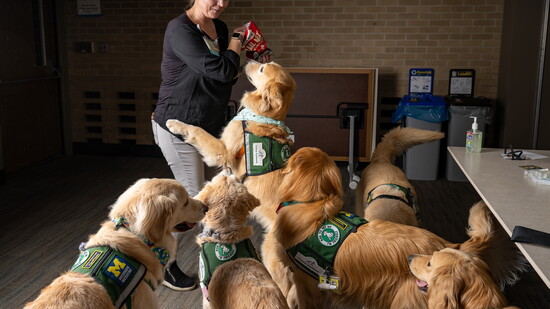 The Paws4Patients therapy dogs. Photo by Erin Kirkland, Michigan Photography 2024.