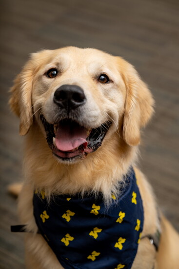 Paws4Patients therapy dog, McCoy. Photo by Erin Kirkland, Michigan Photography 2024.