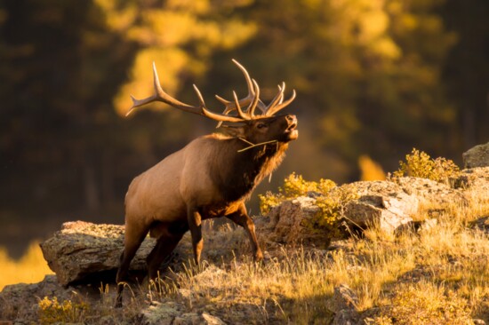 Colorado Rocky Mountain Elk
