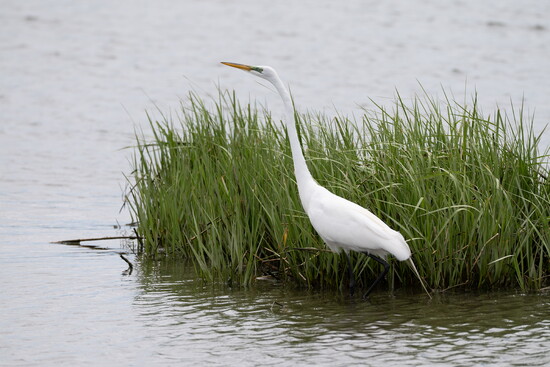 Photography by:  Cliff Schorr