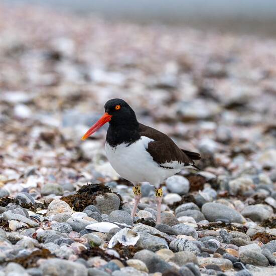 Photography by:  Cliff Schorr