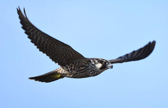 Photography by:  George Amato