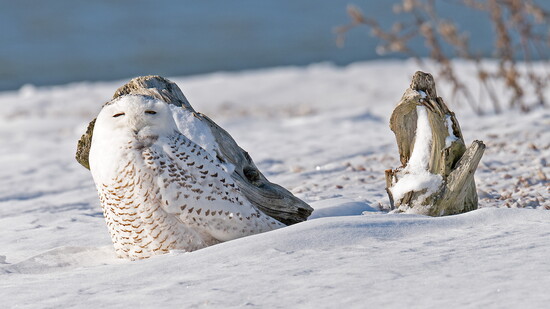 Photography by: Cliff Schorr