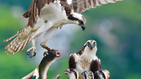 Photography by:  Gilles Carter