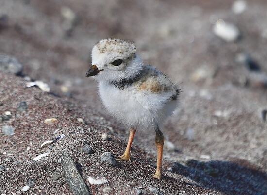 Photography by:  Gilles Carter