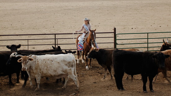 Lindsey Fancher-Rule hearding cattle