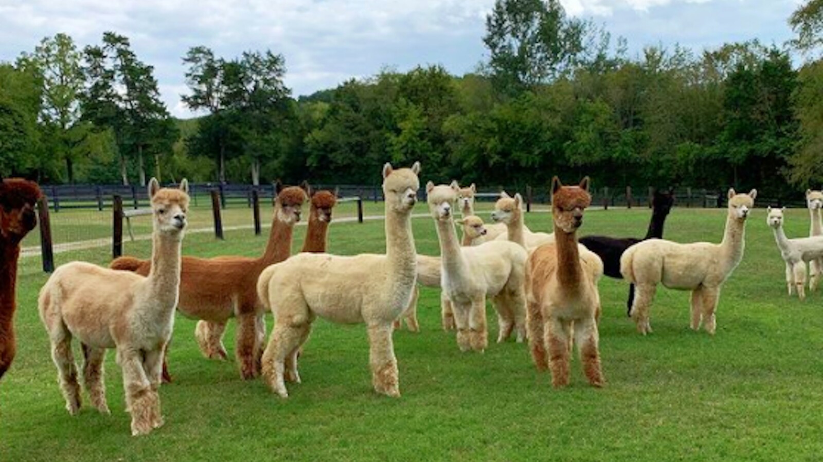 Alpaca Farming for Fun and Profit – Mother Earth News