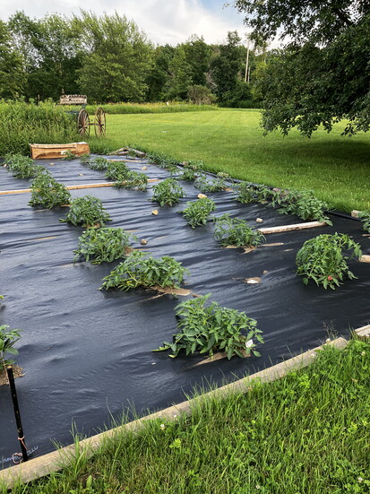 A section of Jenn Farnand's dream homestead