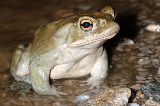 A Sonoran Desert Toad loving his toad life.
