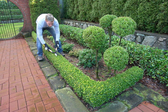 Landscaper detailing his work