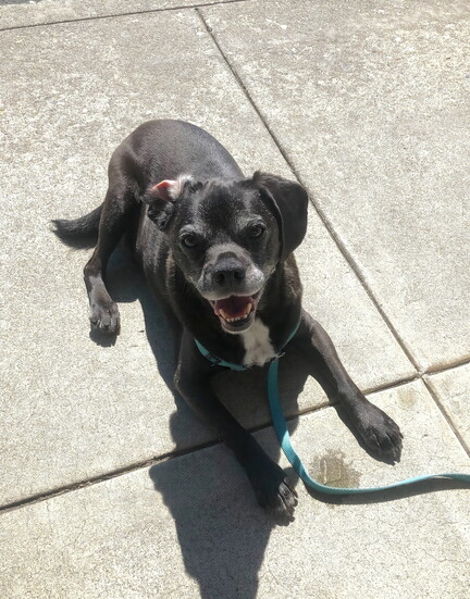 Harley, Chris Nelson-Orcutt