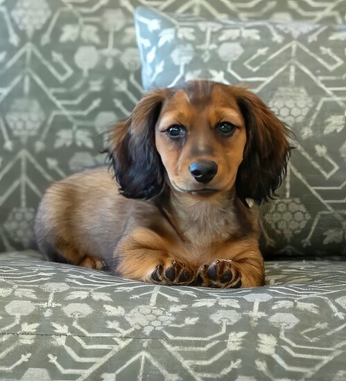 Dexter, Kate Loftus