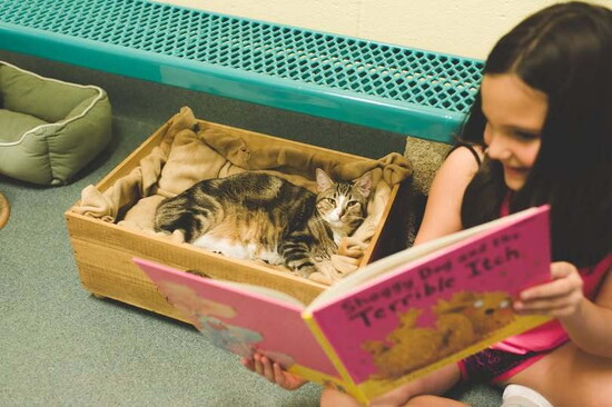 PBHSN's innovative A Tale for a Tail program helps young readers build confidence while providing enrichment and socialization for cats awaiting adoption.
