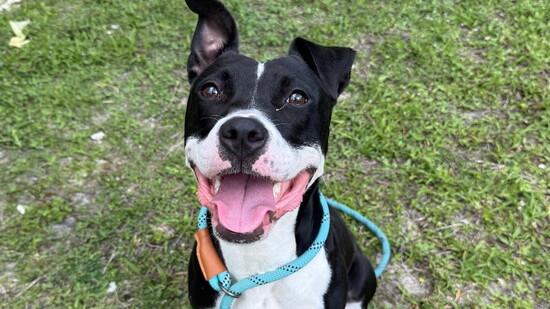 Raven is currently available for adoption at the PBHSN Main Shelter, 370 Airport-Pulling Road N.