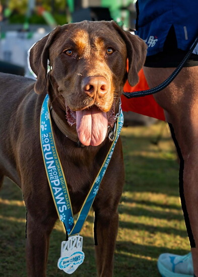 In 2026, 550+ runners, walkers and their 4-legged friends participated in PBHSN’s annual Run for the Paws 5K. The 2027 event is scheduled for Jan at PCSC.