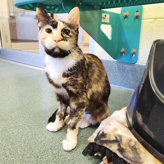 Solana is currently available for adoption at the PBHSN Main Shelter, 370 Airport-Pulling Road N.