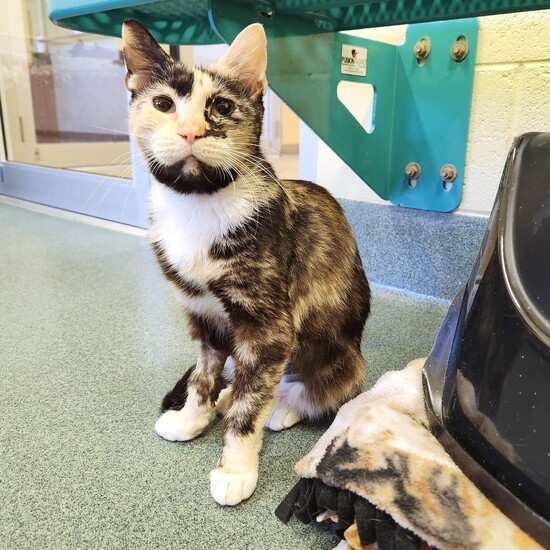 Solana is currently available for adoption at the PBHSN Main Shelter, 370 Airport-Pulling Road N.