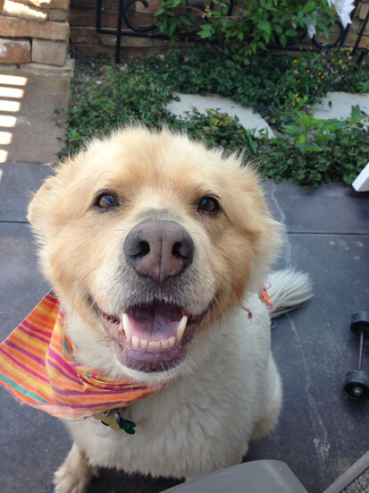 This is Sasha, our family member, gone but never forgotten 