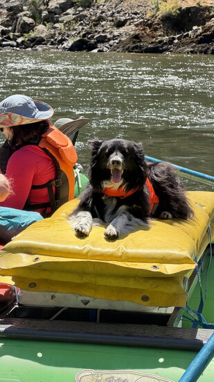 Rafting guide, Jerry's, constant companion Whisp