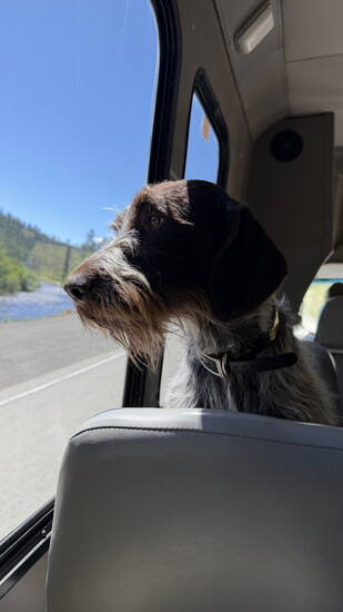 The dogs of Minam Store Outfitters are part of the experience