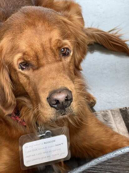 Roscoe is a winery dog with a different warning
