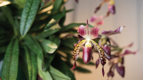 Featured image for More Than Just a Plant
