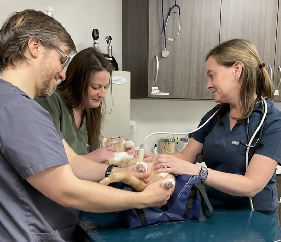 Cat (patient) getting an ultrasound with (L-R) Jim Loftus, Lauren Hetland, and Dr. Wynkoop Dipaulo
