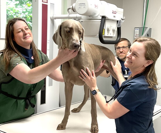 Duke, the Weimaran, gets an x-ray with [L-R] Lauren Hetland, Jim Loftus and Dr. Wynkoop Dipaulo